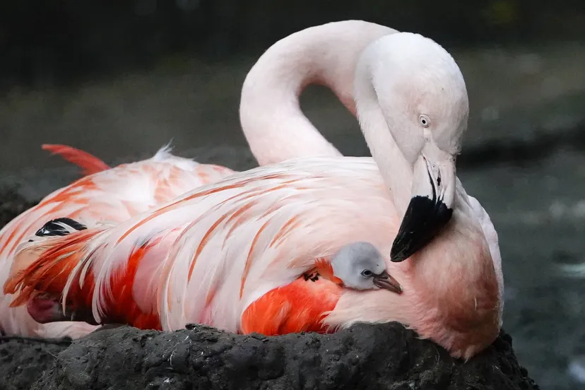 De vogel wordt uitstekend verzorgd door beide ouders