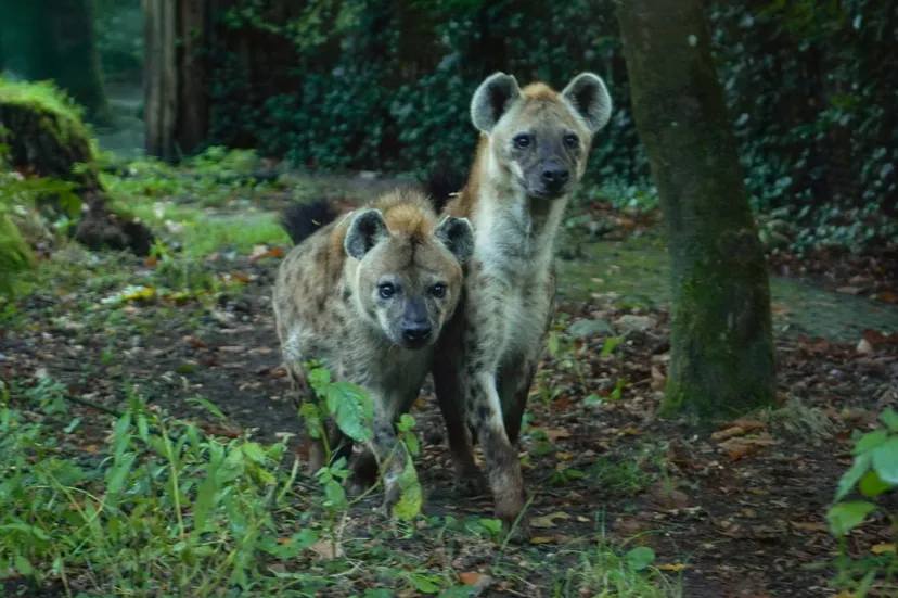 Twee nieuwe hyena’s aangekomen in DierenPark Amersfoort