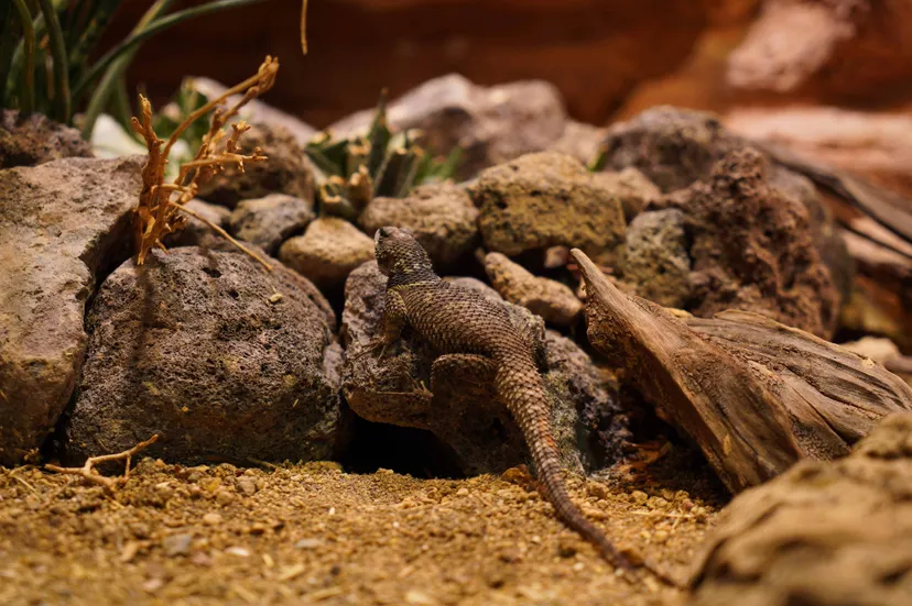De dieren lijken inmiddels al goed gewend aan hun nieuwe onderkomen