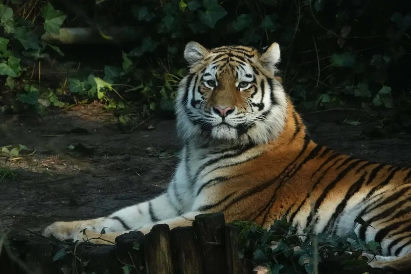 Er is een nieuwe tijgervrouw aangekomen in DierenPark Amersfoort