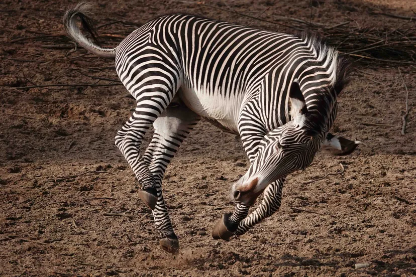 De komende vier maanden is de nieuwe hengst door bezoekers te bewonderen op de Savanne