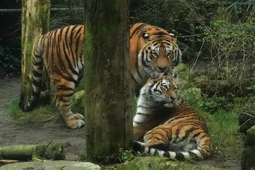 De dieren kunnen goed met elkaar overweg en zoeken elkaar regelmatig op