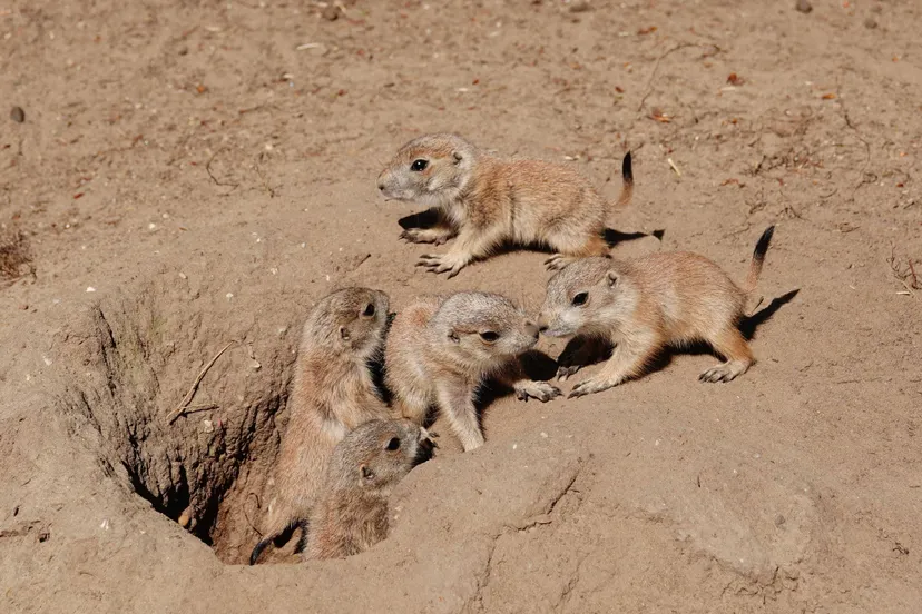 De eerste weken na de geboorte leven de jongen onder de grond, in de gangenstelsels die de prairiehondjes zelf hebben gegraven