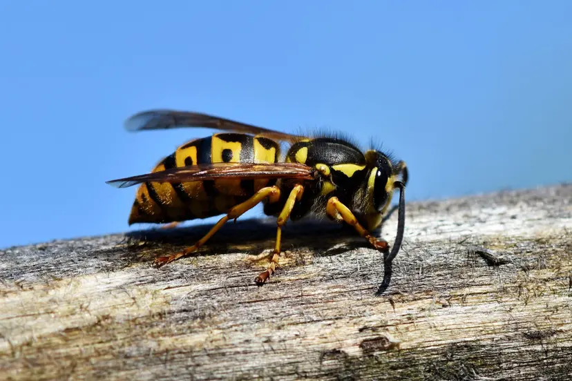 ralphs_fotos-hornet-3336385
