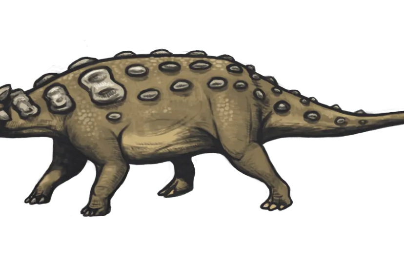 11 11 ankylosaurus magniventris