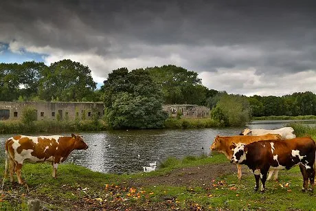 166e8d88 38bf 4b99 a470 7b41847c11cb sva