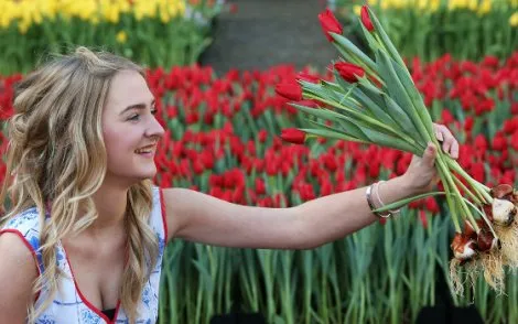 50719 fullimage tulp84 web 470x294