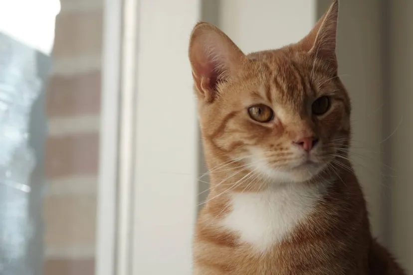 122052667 4570896299651523 1751167801461687487 o