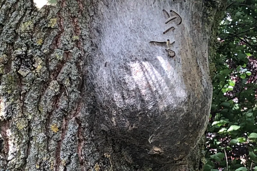 65311426 380736119301737 3909349648808017920 n