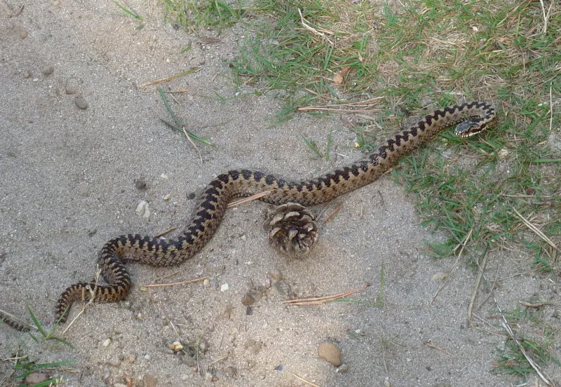adder veluwe wordpress