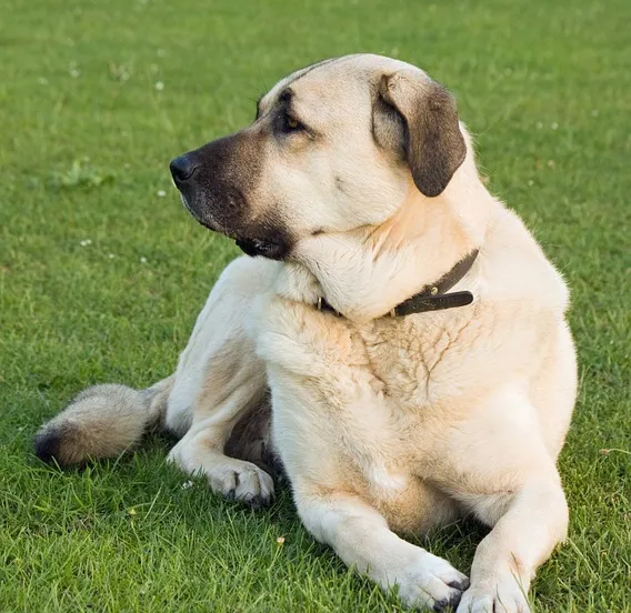 anatolische herder pixabay