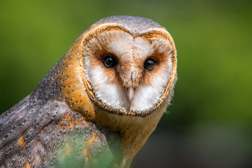 barn owl 2550068