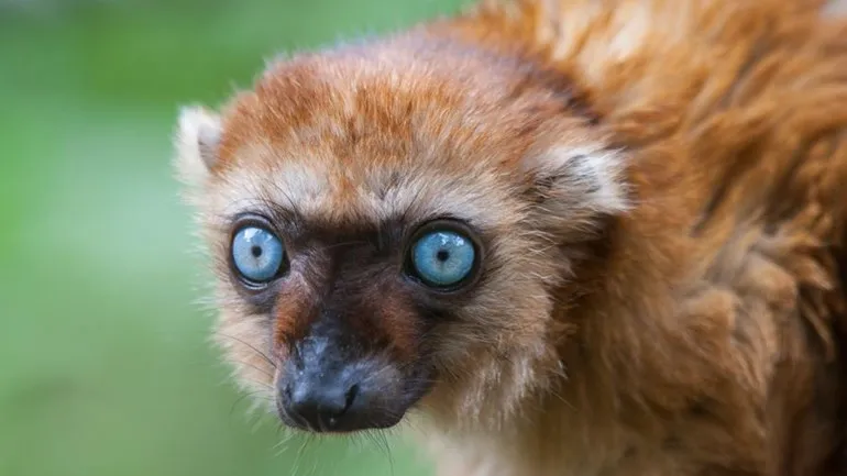 blauwkaakmaki joelle apenheul