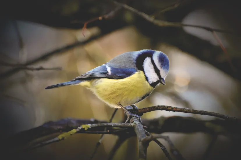 blue tit 4759446