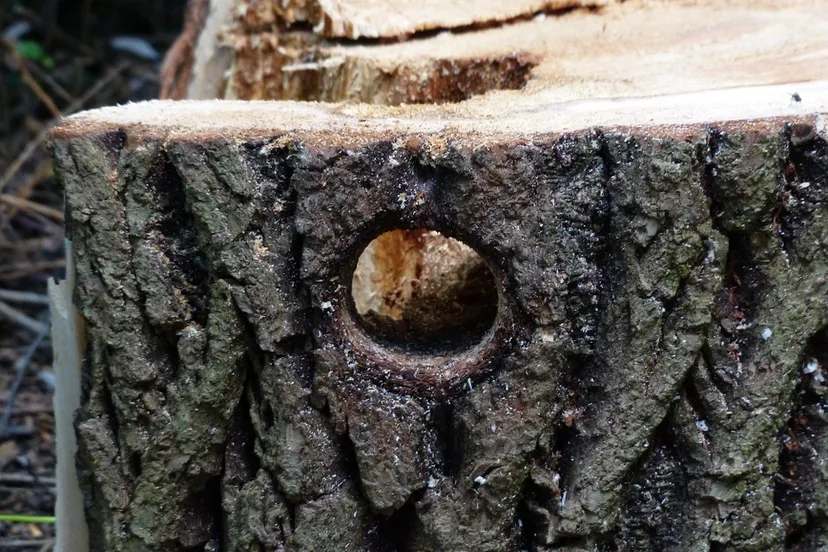 boomstam pixabay hans