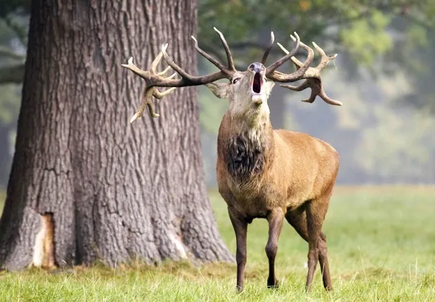 bronstperiode edelhert wikimedia cameraman cc by