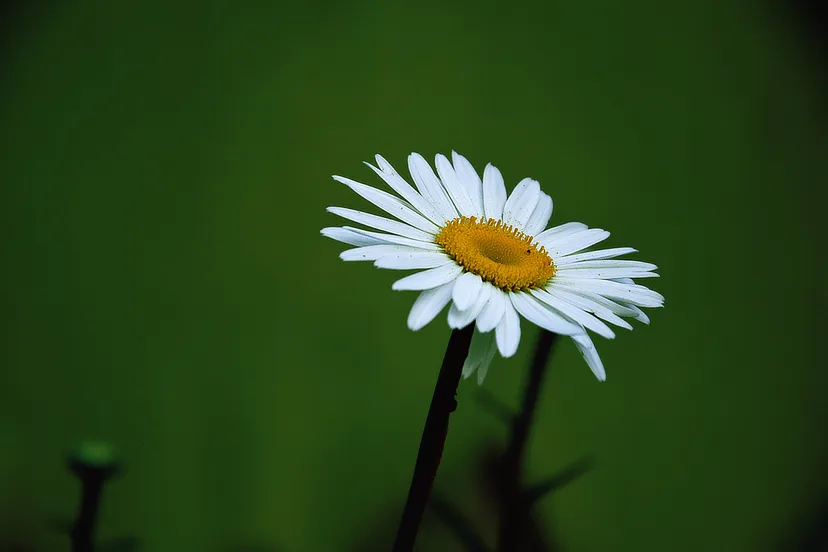 canva yellow and white daisy flower