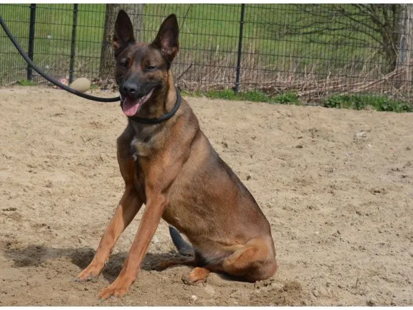 dunya dierenasiel kuipershoek a