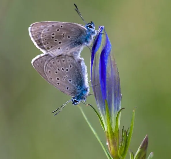 gentiaanblauwtje ruben smit