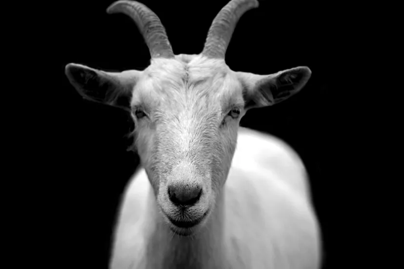 goat 50290
