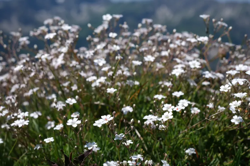 gypsophila repens 1837786