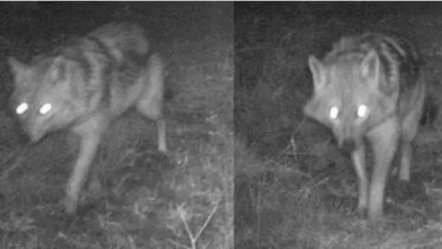 jakhals waargenomen veluwe alterra wageningen ur