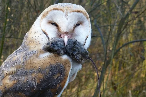 kerkuil nadiahijner88