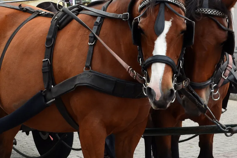 kutsch horse 2645204