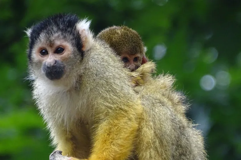 little monkey 2648603