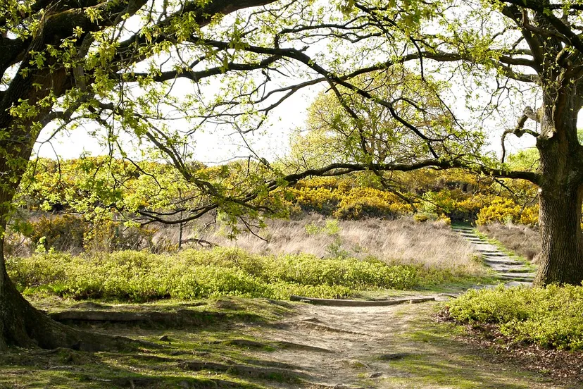 loenen pixabay snaraneus