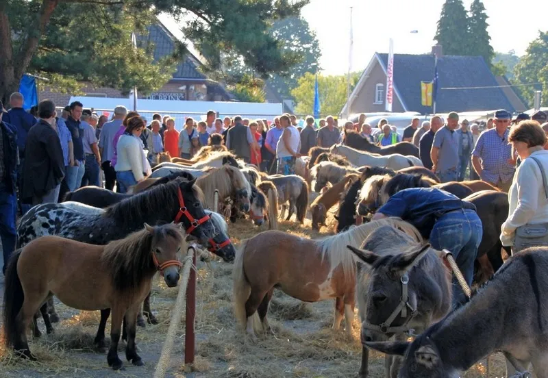 loense moandag de brink loenen