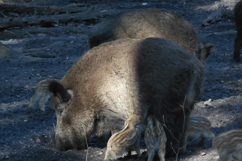 moeder met biggetjes