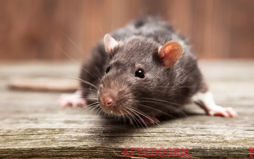 ontwerp zonder titel 23