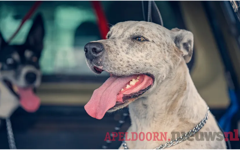 ontwerp zonder titel 27