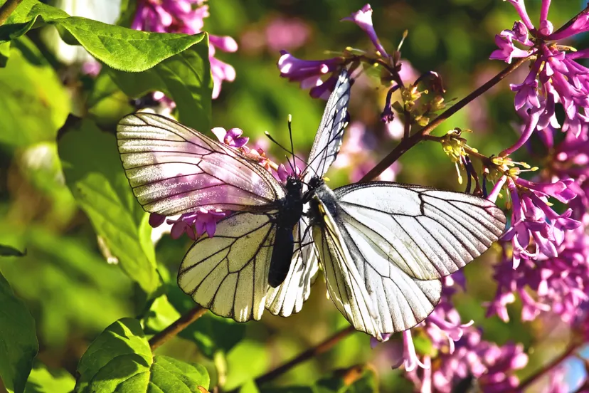 ontwerp zonder titel 29