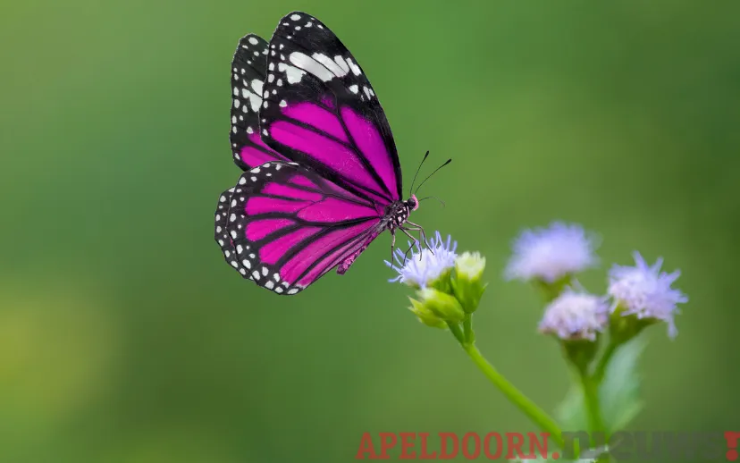 ontwerp zonder titel 36