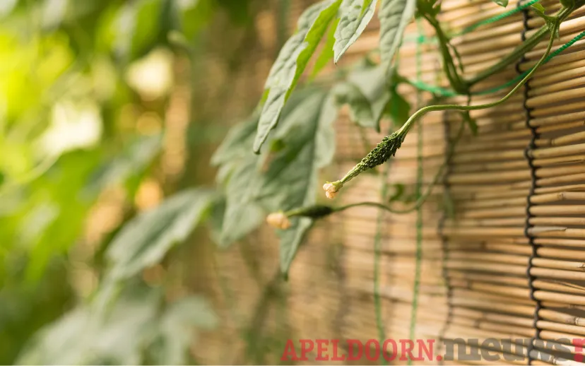 ontwerp zonder titel 40