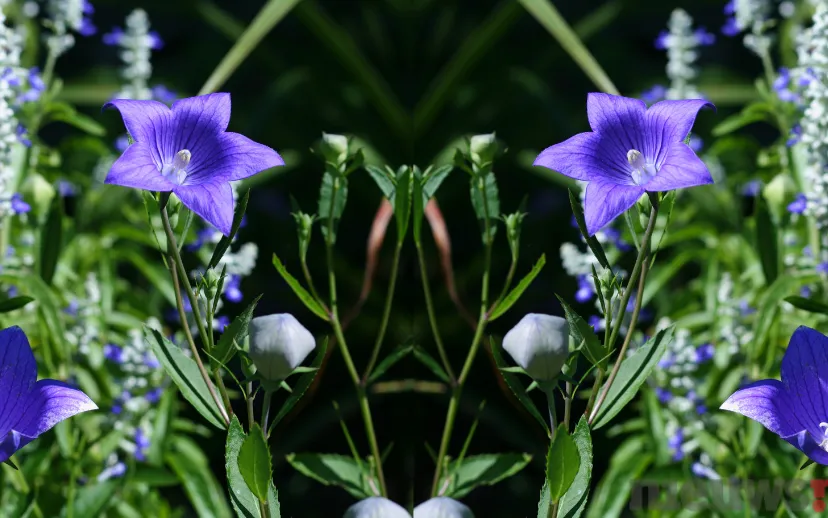 ontwerp zonder titel 49