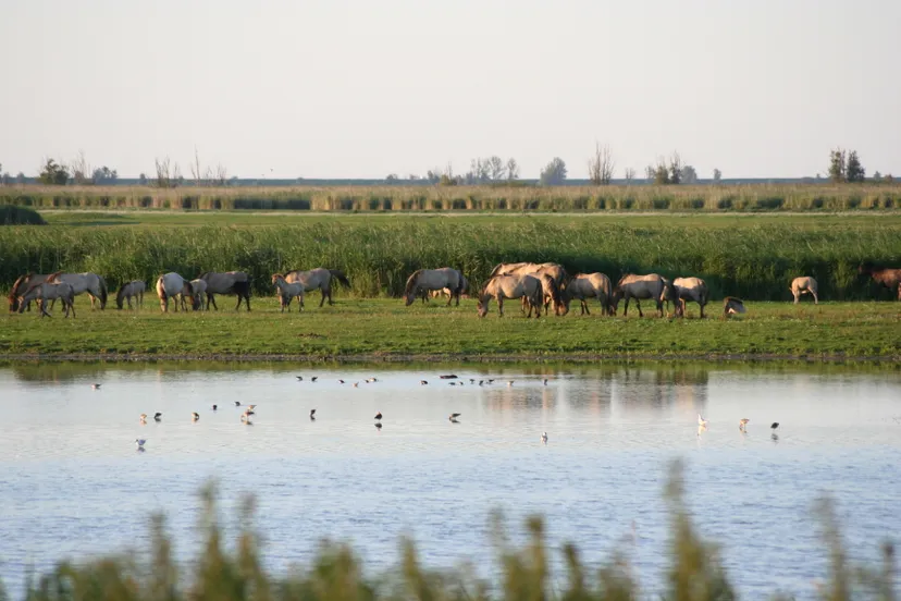 oostvaardersplassen koniks em kintzel i van stokkum cc by sa30