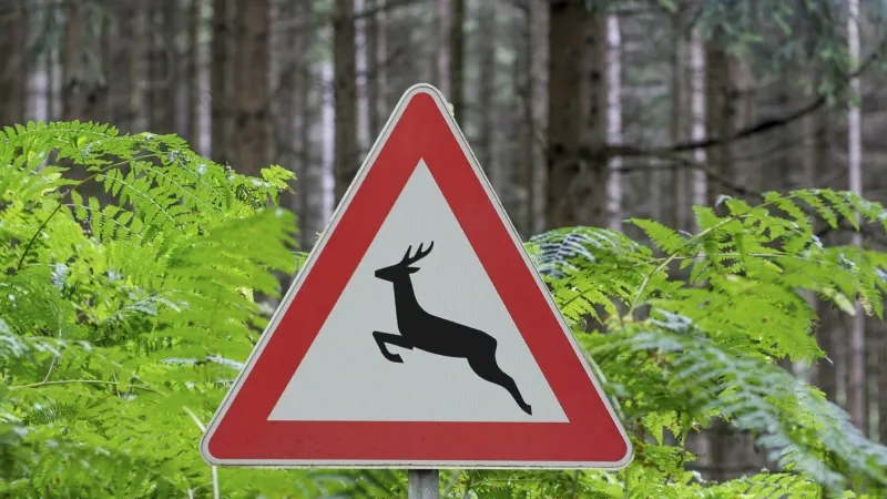 overstekendwild over reeen nl