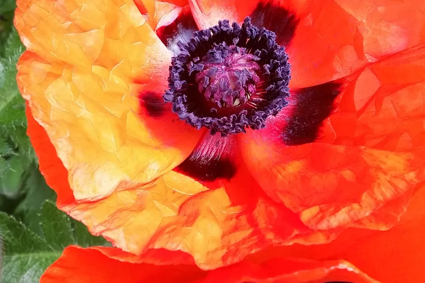 poppies 1037614