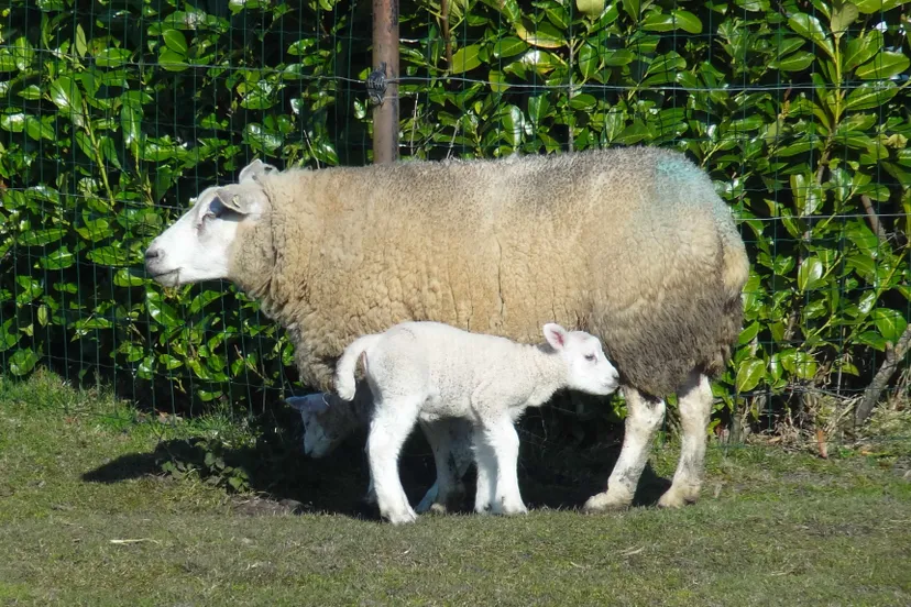 schaap met lam partij voor de dieren