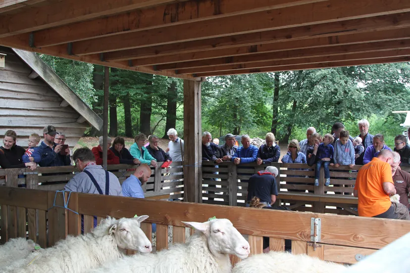 schapen schweren hoog buurlo hanneke astegeman 2