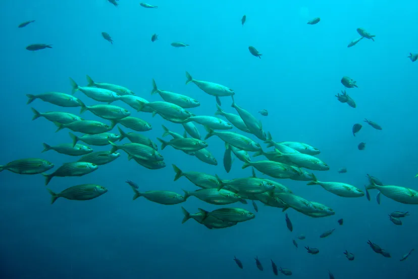 school of fish 756460