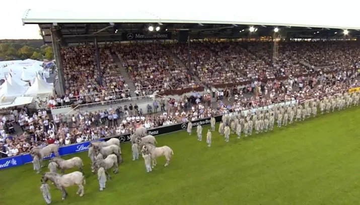 shaolin kung fu chio