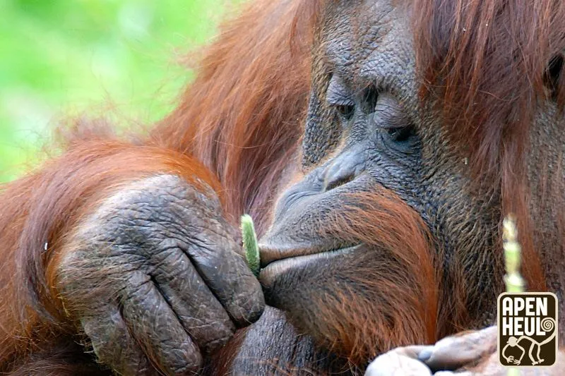 silvia apenheul apeldoorn overleden