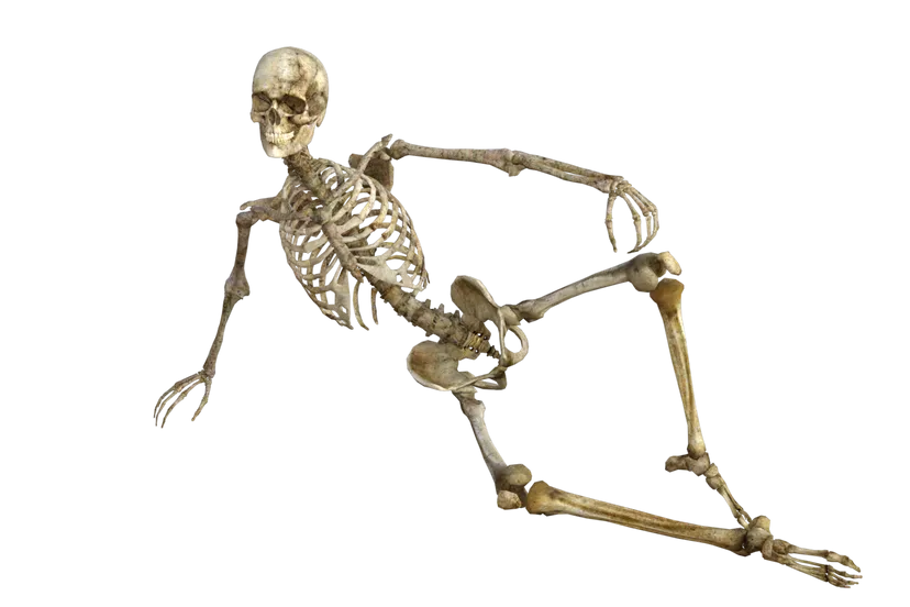 skeleton 1561177