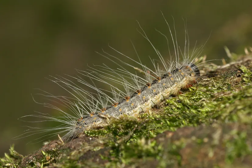thaumatopoeiaprocessioneacaterpillar
