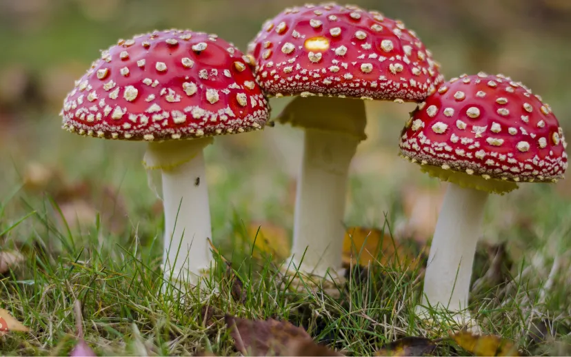 ontwerp zonder titel 3