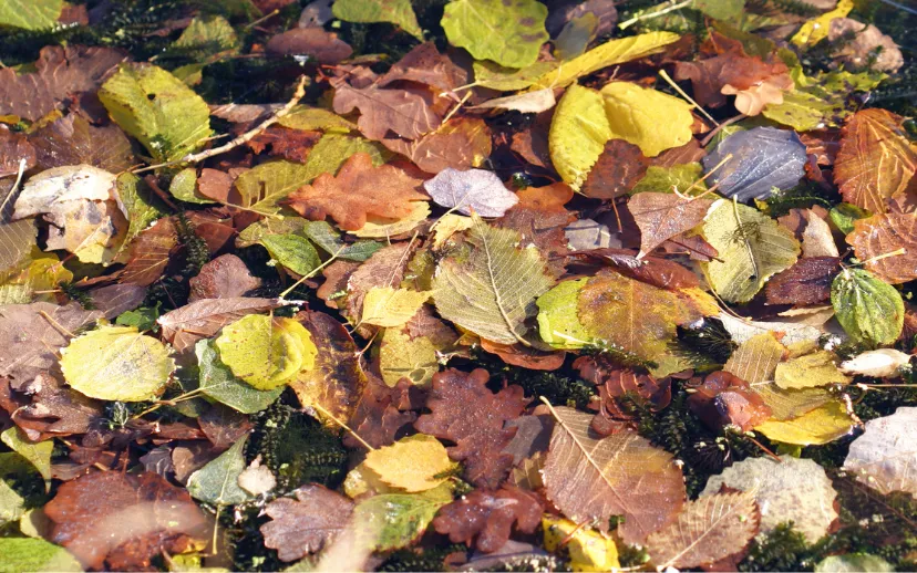 ontwerp zonder titel 42